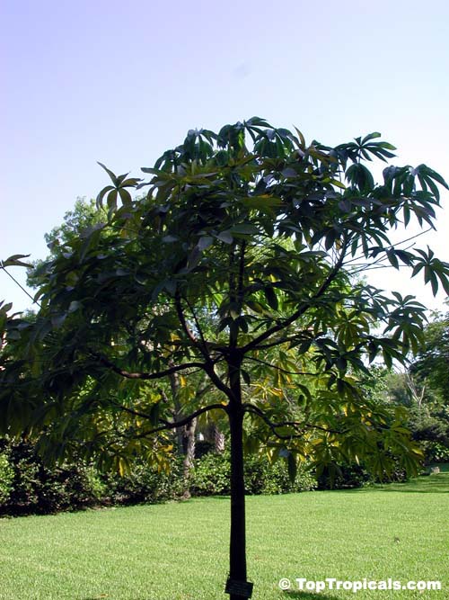 Pachira glabra, Bombax glabrum, French Peanut, Guiana Chestnut, Provision Tree, Money Tree, Saba Nut