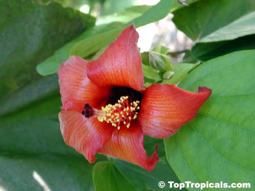 Hibiscus elatus, Mahoe, Majagua