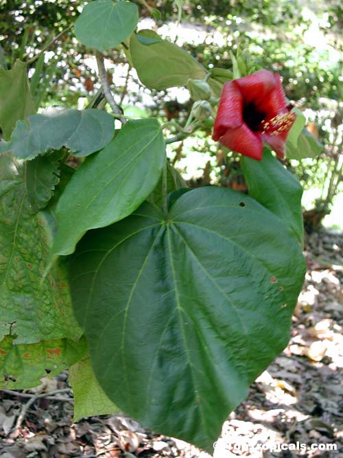 Hibiscus elatus, Mahoe, Majagua
