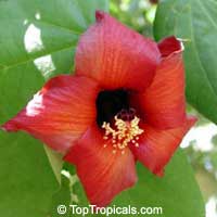 Hibiscus elatus, Mahoe, Majagua

Click to see full-size image