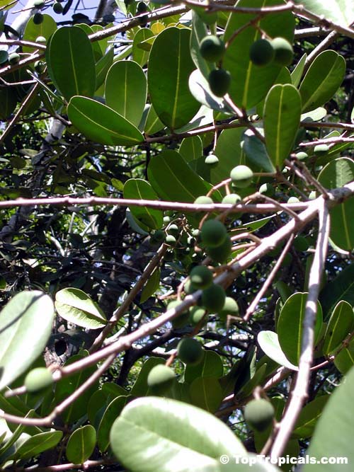 Noronhia emarginata, Madagascar olive