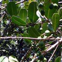 Noronhia emarginata, Madagascar olive

Click to see full-size image
