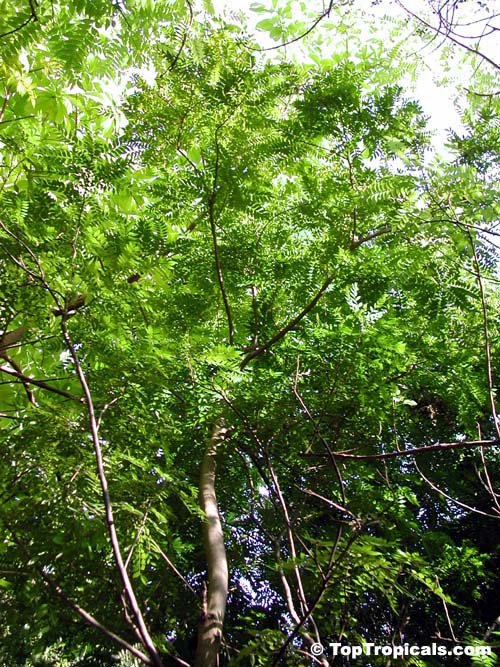 Murraya koenigii, Curry leaf