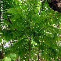 Averrhoa bilimbi, Bilimbi, Cucumber Tree, Tree Sorrel, Kamias, Belimbing Asam, Belimbing Buloh

Click to see full-size image