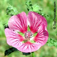 Anisodontea capensis, False mallow

Click to see full-size image