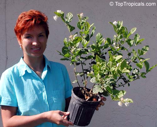 Jasminum Sambac Toptropicals Com