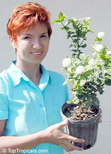 Jasminum Sambac Toptropicals Com