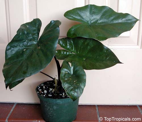 Alocasia in a pot