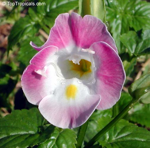 Torenia fournieri, Wishbone Flower, Ladys Slipper, Blue Wing. Pink variety