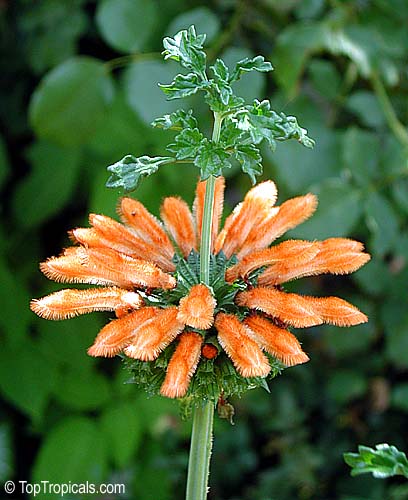 Leonotis menthifolia, Urus mane, Naivasha Apricot. Plant grows through flower!