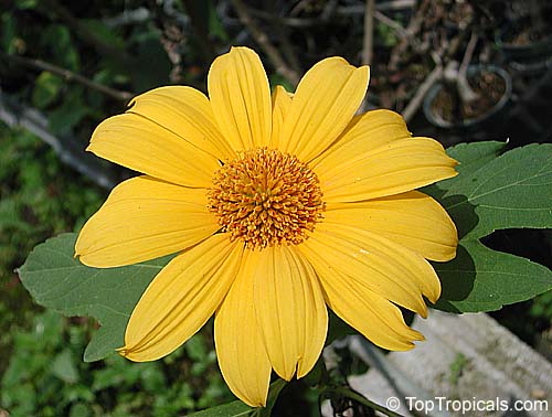 Tithonia diversifolia, Sunflower Tree, Tree Marigold, Wild Sunflower 