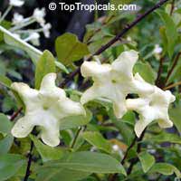 Brunfelsia americana, Lady of the night

Click to see full-size image