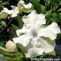 Brunfelsia gigantea, Lady of the Night

Click to see full-size image
