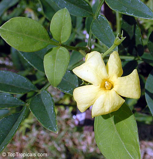 Jasminum humile, Jasminum giraldi, Italian Jasmine