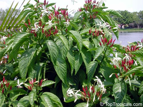 Clerodendrum minahassae, Fountain Clerodendrum, Clerodendron, Tube Flower