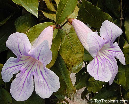 Clytostoma callistegioides, Bignonia lindleyana, Violet Trumpet Vine, Lavender Trumpet Vine