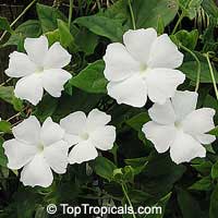 Thunbergia fragrans, Thunbergia White gem

Click to see full-size image