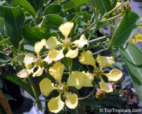 Mascagnia macroptera, Butterfly pea vine, Yellow Orchid vine, Gallinita