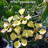Mascagnia macroptera, Butterfly pea vine, Yellow Orchid vine, Gallinita

Click to see full-size image