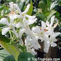 Trachelospermum jasminoides, Confederate Jasmine, Star Jasmine

Click to see full-size image