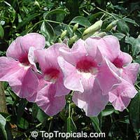 Pandorea jasminoides Rosea - Southern bell, Southern bell

Click to see full-size image
