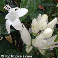 Whitefeldia elongata - White candles

Click to see full-size image