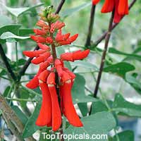 Erythrina humeana, Coral bean, Dwarf coral tree

Click to see full-size image