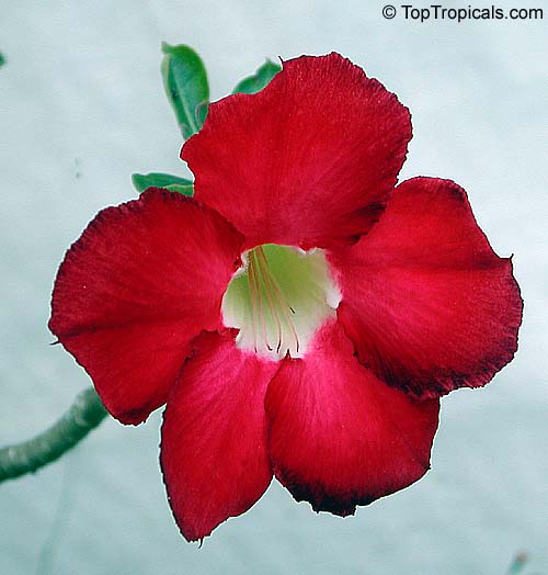 Adenium hybrid (single flower), Desert Rose, Impala Lily, Adenium hybrids