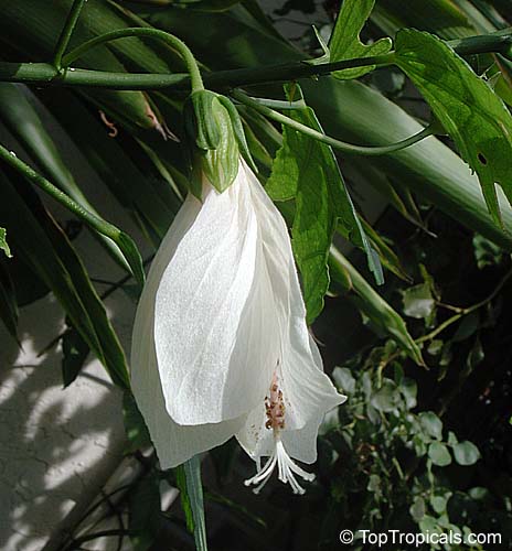 Malvaviscus arboreus penduliflorus Alba, White Turk's Cap