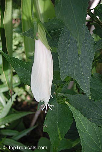 Malvaviscus arboreus penduliflorus Alba, White Turk's Cap