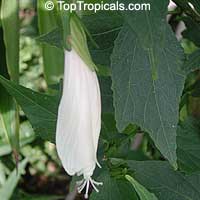 Malvaviscus arboreus penduliflorus Alba, White Turk's Cap

Click to see full-size image