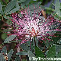 Calliandra riparia, Calliandra schultzei , Pink Powderpuff

Click to see full-size image