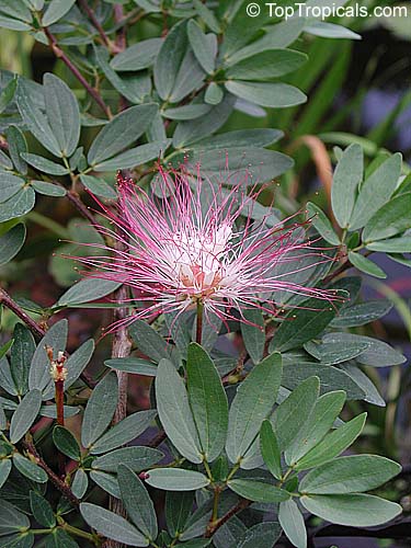 Calliandra riparia, Calliandra schultzei , Pink Powderpuff