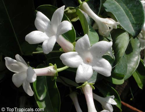 Stephanotis floribunda, Marsdenia floribunda, Bridal Bouquet, Madagascar Jasmine, Wax flower, Chaplet flower, Floradora, Hawaiian Wedding flower