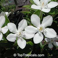 Wrightia antidysenterica, Snowflake, Milky way, Winter Cherry Tree, Arctic Snow, Pudpitchaya, Sweet Indrajao, Hyamaraca

Click to see full-size image