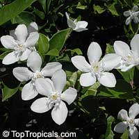 Wrightia antidysenterica, Snowflake, Milky way, Winter Cherry Tree, Arctic Snow, Pudpitchaya, Sweet Indrajao, Hyamaraca

Click to see full-size image