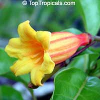 Hamelia cuprea, Bahama Firebush

Click to see full-size image