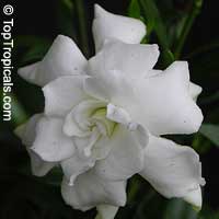 Gardenia jasminoides (Гардения узколистная) - растение