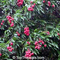 Litchi chinensis, Nephelium litchi, Lychee, Lichee

Click to see full-size image