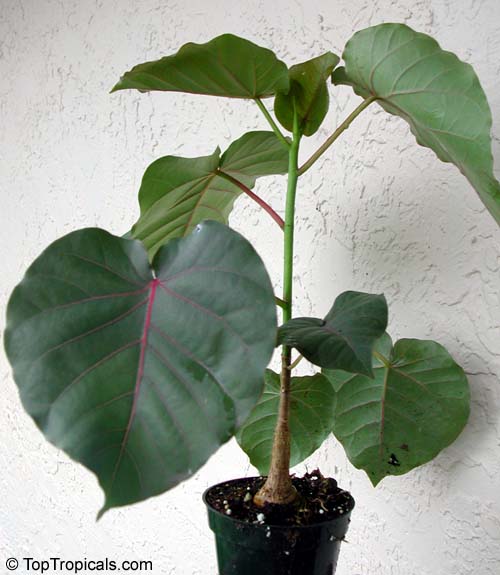 Ficus petiolaris, Rock Fig, Rock Ficus, Texcalamate, Lava Fig