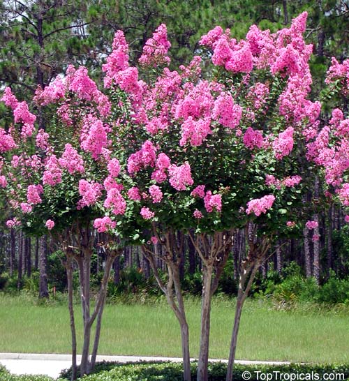 Lagerstroemia indica, pink - seeds