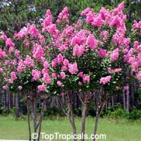 Lagerstroemia indica, pink - seeds

Click to see full-size image