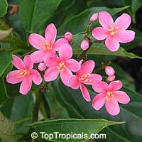 Jatropha integerrima, Jatropha pandurata, Spicy Jatropha, Coral Plant, Peregrina, Physic Nut

Click to see full-size image