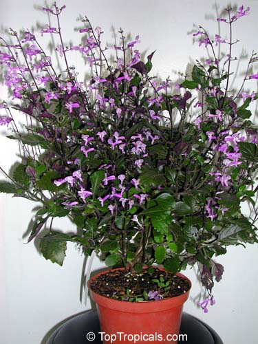 Plectranthus ecklonii Mona Lavender, Mona Lavender, Plectranthus hybrid