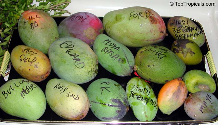 Mangifera indica, Mango. varieties of Mango...