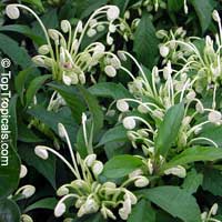 Clerodendrum incisum, Clerodendrum macrosiphon, Rotheca incisa, Rotheca incisafolia , Musical Note, Morning Kiss, Clerodendron, Witches Tongue

Click to see full-size image