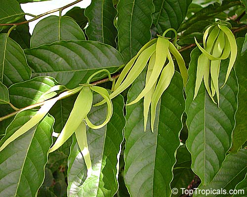 cananga odorata leaves