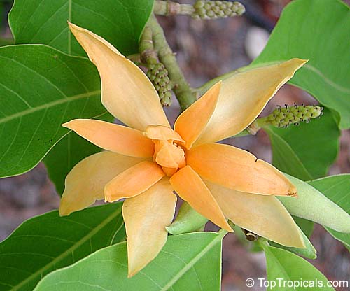 Magnolia (Michelia) champaca - Dwarf Champaka Nong Nooch 