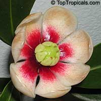 Clusia lanceolata, Porcelain Flower, Copey, Balsam Apple, Pitch Apple, Cerra cipapao apple

Click to see full-size image