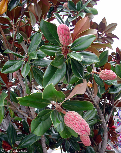 Magnolia grandiflora, Bull Bay, Southern Magnolia